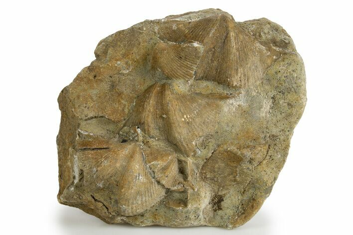 Fossil Brachiopod (Cyrtospirifer) Plate - Russia #322174